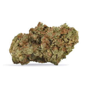 G-13 Nepali