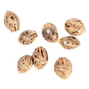 Canna Seed Co. - Purple Punch Mintz Autoflower Seeds - 8 Pack