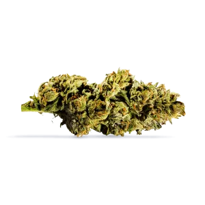 Mint Chip Gelato