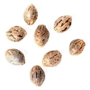 Canna Seed Co. - Tangerine Cookies Autoflower Seeds - 8 Pack