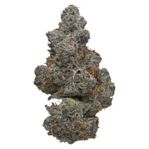 Potluck - Apple Fritter - Apple Fritter Dried Flower